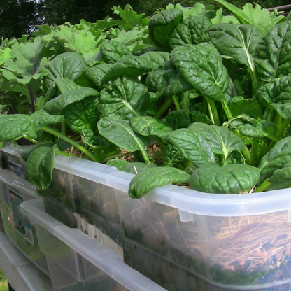 Grow Leafy Greens – Online Course