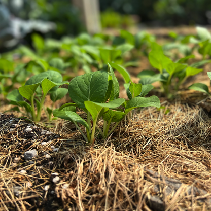 Grow Leafy Greens – Online Course