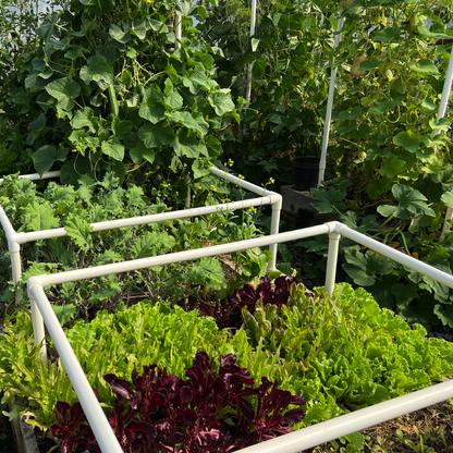 Grow Leafy Greens – Online Course